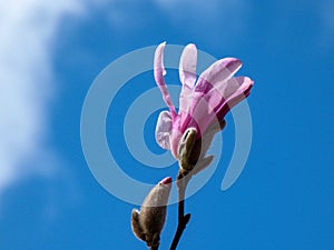 Pink star-shaped flower and bud of blooming Star magnolia - Magnolia stellata in early spring in bright sunlight with blue sky