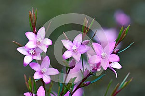 Pink star shaped flowers of the Australian native waxflower Crowea exalata, family Rutaceae