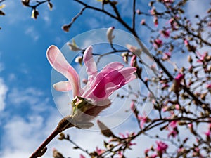 Pink star-shaped flowers of blooming Star magnolia - Magnolia stellata `Rosea` with bright blue sky background in early spring i