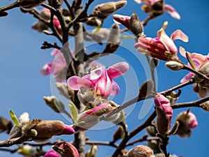 Pink star-shaped flowers of blooming Star magnolia - Magnolia stellata `Rosea` with bright blue sky background in early spring i