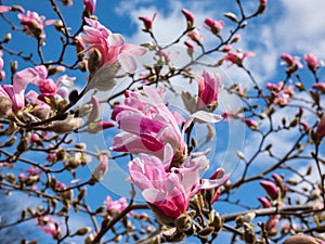 Pink star-shaped flowers of blooming Star magnolia - Magnolia stellata `Rosea` with bright blue sky background in early spring i