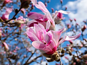Pink star-shaped flowers of blooming Star magnolia - Magnolia stellata `Rosea` with bright blue sky background in early spring i