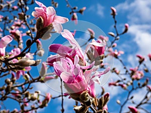 Pink star-shaped flowers of blooming Star magnolia - Magnolia stellata `Rosea` with bright blue sky background in early spring i