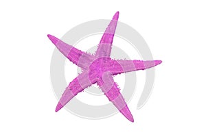 Pink starfish