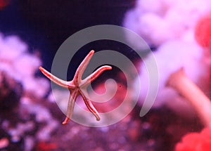 Pink starfish in an aquarium