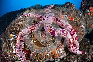 Pink Starfish in Pacific Ocean