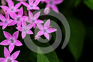 Pink starflower