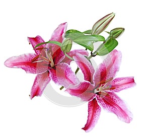 Stargazer Lilies