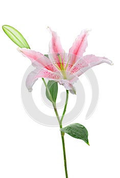 Pink stargazer lily (Lilium Stargazer)