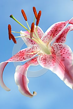 Pink stargazer oriental lily