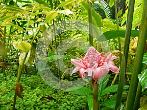 Pink stem ginger in Barbados