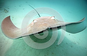 Pink Stingray Approaching the Camera