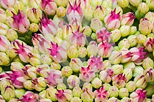 Pink Stonecrop Sedum Flowers