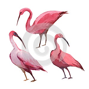 A pink stork or spoonbill isolated on white background