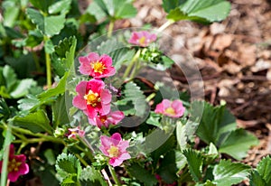 Pink Strawberry Blooms