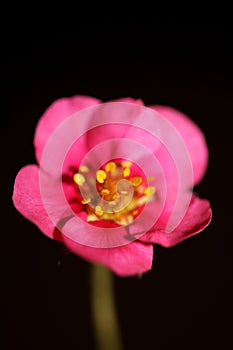 Pink strawberry flower blossom close up botanical background fragaria family rosaceae high quality big size instant prints