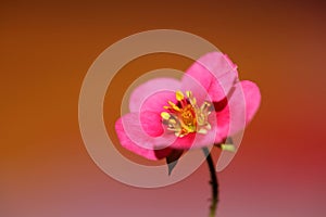 Pink strawberry flower blossom close up botanical background fragaria family rosaceae high quality big size instant prints
