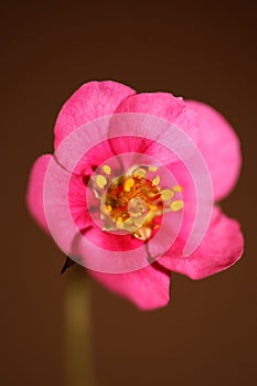 Pink strawberry flower blossom close up botanical background fragaria family rosaceae high quality big size instant prints