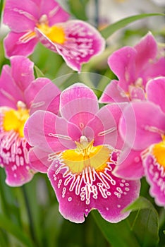 Pink Strawberry Miltonia Orchid (Vertical)
