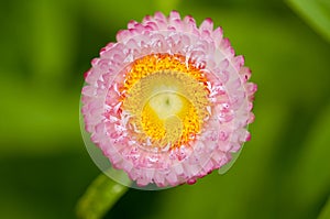 Pink strawflower (Helichrysum bracteatum)