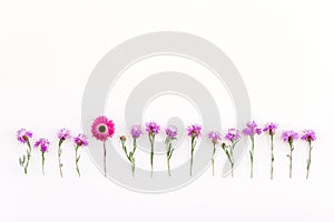 Pink strawflower in a row of purple cornflowers