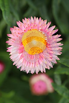 Pink strawflower Xerochrysum bracteatum blooming