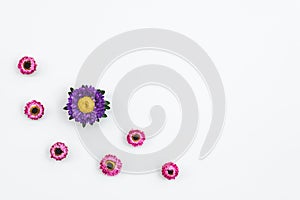 Pink strawflowers and purple aster on white background
