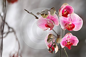 Pink streaked orchid branches before winter-window photo