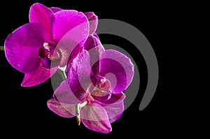 Pink streaked orchid flower on a black background