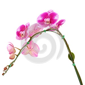 Pink streaked orchid flower, isolated