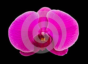 Pink streaked orchid flower, isolated on black background