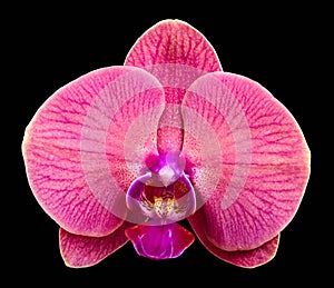 Pink streaked orchid flower, isolated on black background