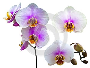 Pink streaked orchid flower isolated. Orchid flower head bouquet