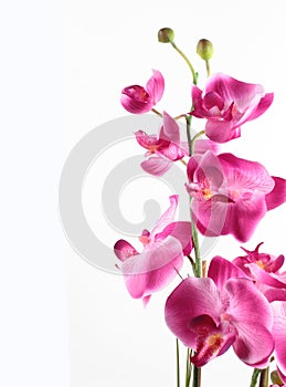Pink streaked orchid flower photo