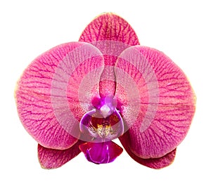 Pink streaked orchid flower, isolated on white background