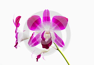 Pink streaked orchid flower, isolated