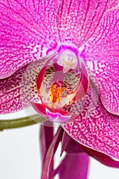 Pink streaked orchid flower on white background