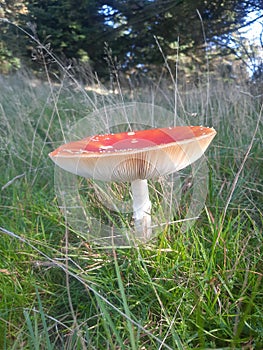 Forest red butty photo
