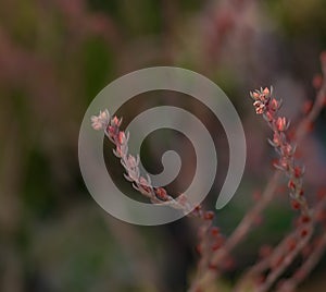 Lanceleaf Liveforever