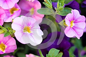 Pink PETUNIAS in the garden