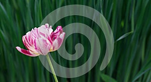 Pink striped tulip flower on a natural green background. Hybrid terry tulip with pink and white petals. Beautiful summer