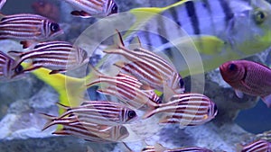 Pink stripped fish