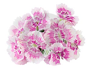 Pink stripped summer  carnations flowers   macro isolated