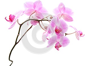 Pink stripy phalaenopsis