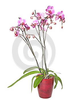 Pink stripy phalaenopsis
