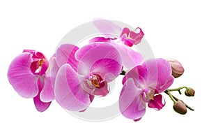 Pink stripy phalaenopsis orchid isolated on white