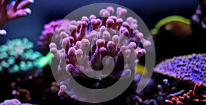 Pink stylophora sps coral in aquarium