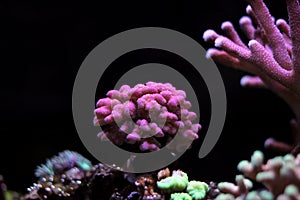 Pink stylophora sps coral in aquarium