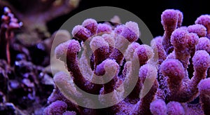 Pink stylophora sps coral in aquarium