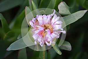 Pink succulent ice plant  Carpobrotus flower